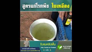 สูตรแก้พืชใบเหลือง ให้เขียวงาม ได้ผลจริง 100%