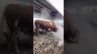 Good Morning Cold #bigfella #fallow #animals #cow #shorts #shortsvideo #inek #song #bullcalf