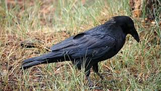 Crow  / कावळा