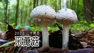 夏天就是要去山上采蘑菇啊~原来童话里的蘑菇都是真的【泡泡的梦想家园】