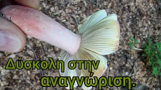 Αλλάζει χρωματισμούς. Russula olivacea.