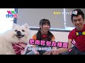 超萌狐狸犬才藝秀！帥氣「匍匐前進」像當過兵？！？！｜【yoyo寵物當家】第24集｜pets｜毛小孩｜狐狸犬