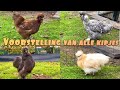 Hoeveel silkies hebben we nu eigenlijk??