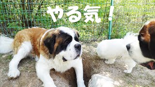 【やる気のない日】ぽんはいつも元気です！平凡なセントバーナードの日記Pon is always in good spirits! Diary of an Ordinary Saint Bernard