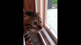 Bengal Cat Yelling at Other Cat