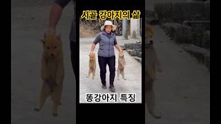 도시개와 다르다!!(3) 시골개의 삶은 원래 그러했다