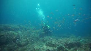 シニアが中性浮力で群れを楽しむ熱海初島のダイビング