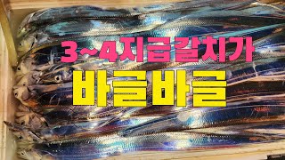 쏱이지는 3~4지급갈치~~