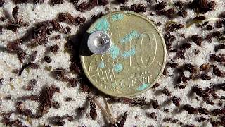 Atradumi pludmalē, mans vismazākais sudrabs/Finds on the beach, my smallest silver. RUS.sub.