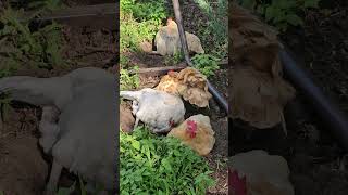 OMC! Chickens peck grass - Chickens bath in dirt! - Chicken friends relaxing! #chickens #bff #shorts