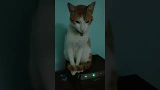 കാണുക മാത്രമല്ല കിട്ടിയാൽ രണ്ട് കൊടുക്കണം #trending #cat #catvideos #funny #viaralshort