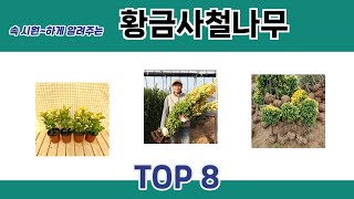 속 시원~하게 알려주는 황금사철나무 추천 TOP 8