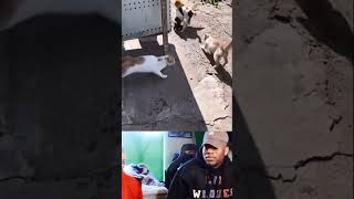 3 Kucing VS 1 Anjing #shorts #kucing #anjing