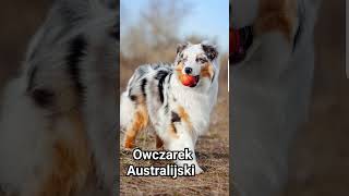 Owczarek Australijski