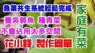 【家庭有菜】魚菜共生系統，人人都做得起來，製作簡單花費最少