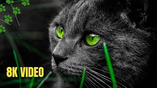 8K ULTRA HD VIDEO | CUTE CAT VIDEO | CUTE ANIMALS VIDEO & RELAX MUSIC | ANIMALS 8K | ANIMALS | CATS
