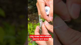 লেবু গাছের সাথে চাইনিজ কমলা গাছের কলম পদ্ধতি #garden #shorts