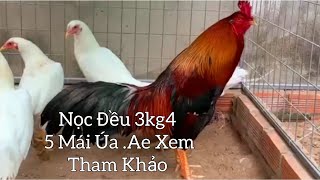 Đều Mồng Vua 3kg4 || Gà Nòi Bến Tre