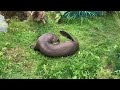 Giant Otter at Chester Zoo - 05/10/23