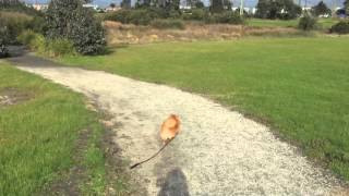 Pomeranian running