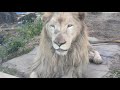 【動物園 in 沖縄こどもの国】🍰⑲white_lion・ライオン・セラム・漢字の勉強：極極・ごくごく・・・・okinawa zoo u0026 museum 20201114