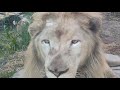 【動物園 in 沖縄こどもの国】🍰⑲white_lion・ライオン・セラム・漢字の勉強：極極・ごくごく・・・・okinawa zoo u0026 museum 20201114