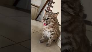 Амурский Кот Вася , бежал сильно , но не долго ) Amur cat tried to make an escape. #cat #cute