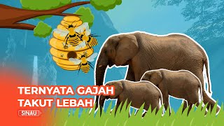 Bukan Tikus, Ternyata Gajah Takut pada Lebah