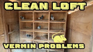 Racing Pigeon Breeder Loft Update for 2025