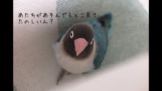 ボタンインコのボタンちゃんとのとめどもない遊び