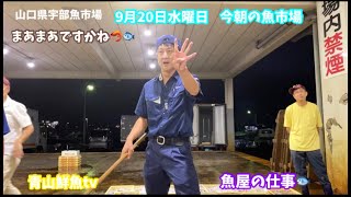 【まあまあですかね🐟】【水揚げ】【魚屋の仕事】今朝の魚市場9月20日水曜日の水揚げ状況