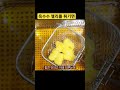 옥수수 젤리를 식용유에 튀기면 shortvideo