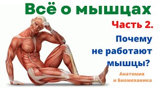 Всё о мышцах. Часть 2. Почему мышцы не работают.