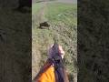 Tir sanglier dans les pieds #battue #wildboar #cinghiale #chasse #jabali #hunting