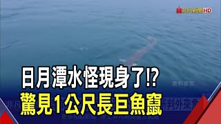 日月潭水怪?釣客想釣\