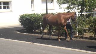 GALOPPSPELAREN - Tertio Bloom rastas dagen före start på Maisons-Laffitte 2011-07-16.