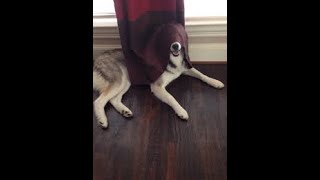 Steganography lab : Hiding in plain sight!