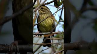 鳥・アオジ 雌の 鳴き声（地鳴き）2022年11月5日撮影