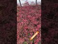 Acer palmatum 'Oregon Sunset' Japanese Maple MrMaple.com #gardening #mrmaple #garden #maples #shorts