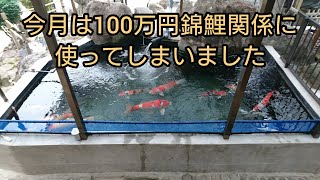 今月は〔爆買い〕設備など１００万円使いました、、　錦鯉　自宅池　飼育　アクアリウム　Amazing Koi　ปลาคราฟ