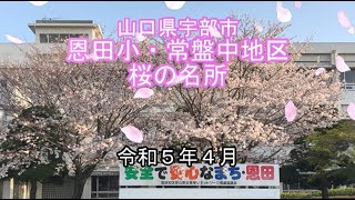 【R5.4 山口県宇部市恩田】恩田小・常盤中地区 桜の名所