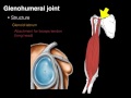 glenohumeral joint structure and actions