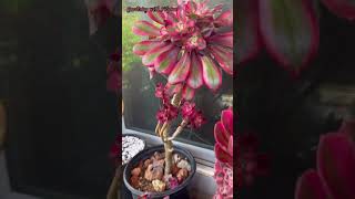 Rare Aeonium #succulents #garden #gardening #plants #medusa #aeonium #shorts