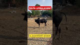 #umbalachery #உம்பளச்சேரி #mannargudi #shortsfeed #daysoftheyear #bulls #umbalacheri #விவசாயி #மாடு