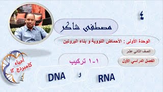 الدرس الأول جزء 4 تركيب DNA و RNA (الحمض النووي) أحياء كامبردج 12 الفصل الدراسي الأول