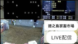 徳之島家畜市場 のライブ配信（令和5年 9月2日目)