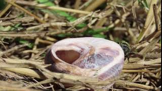 Spined Mason Bee Osmia spinulosa sealing nest