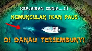 Keajaiban Dunia || Kemunculan Ikan Paus Di Danau Tersembunyi @misterialamtersembunyi2694