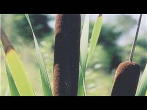 How do Cattails reproduce?