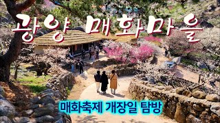 광양 매화마을 - 매화축제 개장일 탐방 - 국내 최대의 매화원 - plum blossom